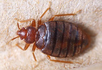  bedwantsen-kenmerken